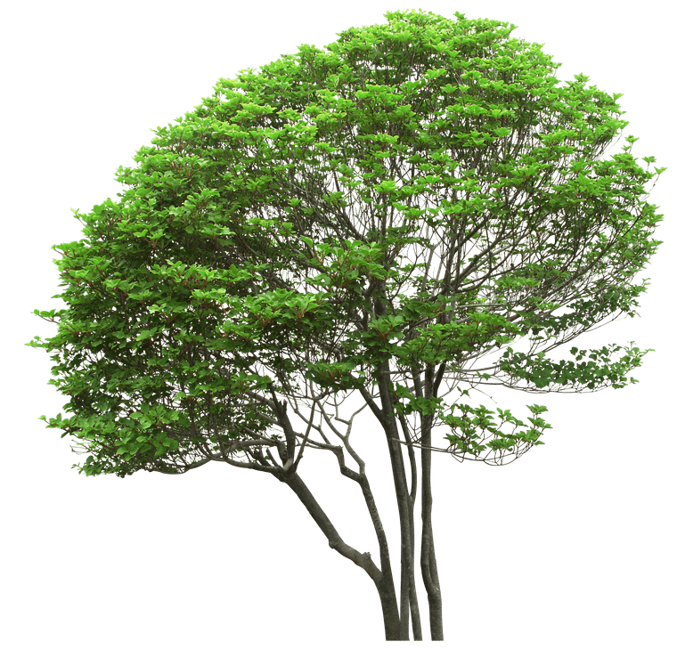 cut out Trees pack_5 (24).PNG