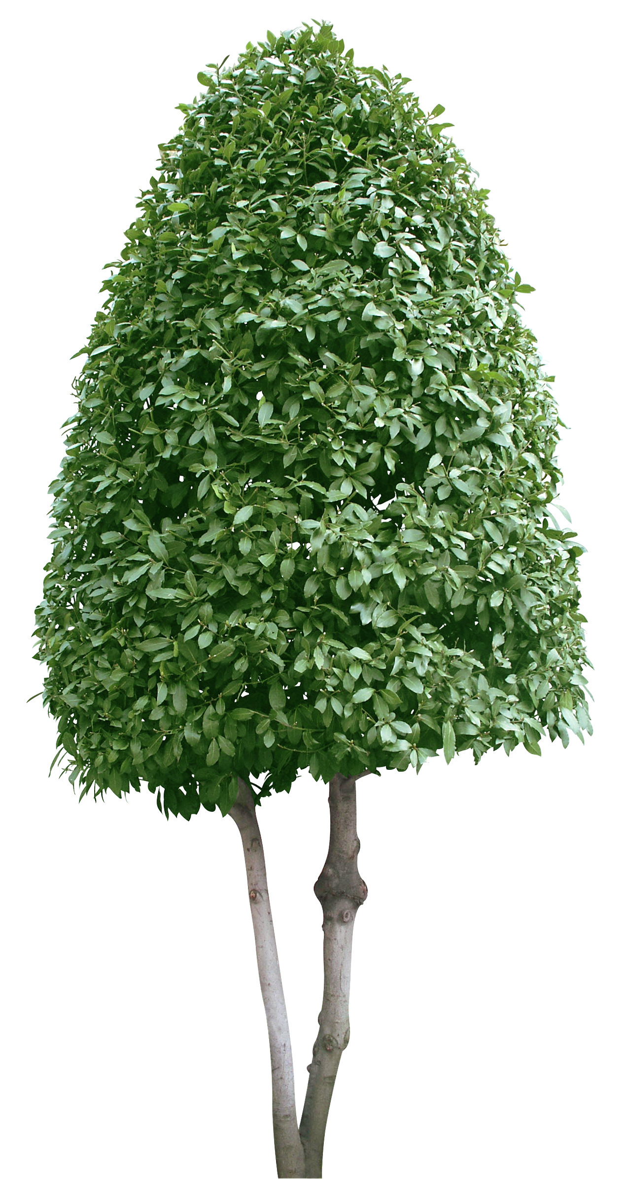 cut out Trees pack_5 (19).PNG