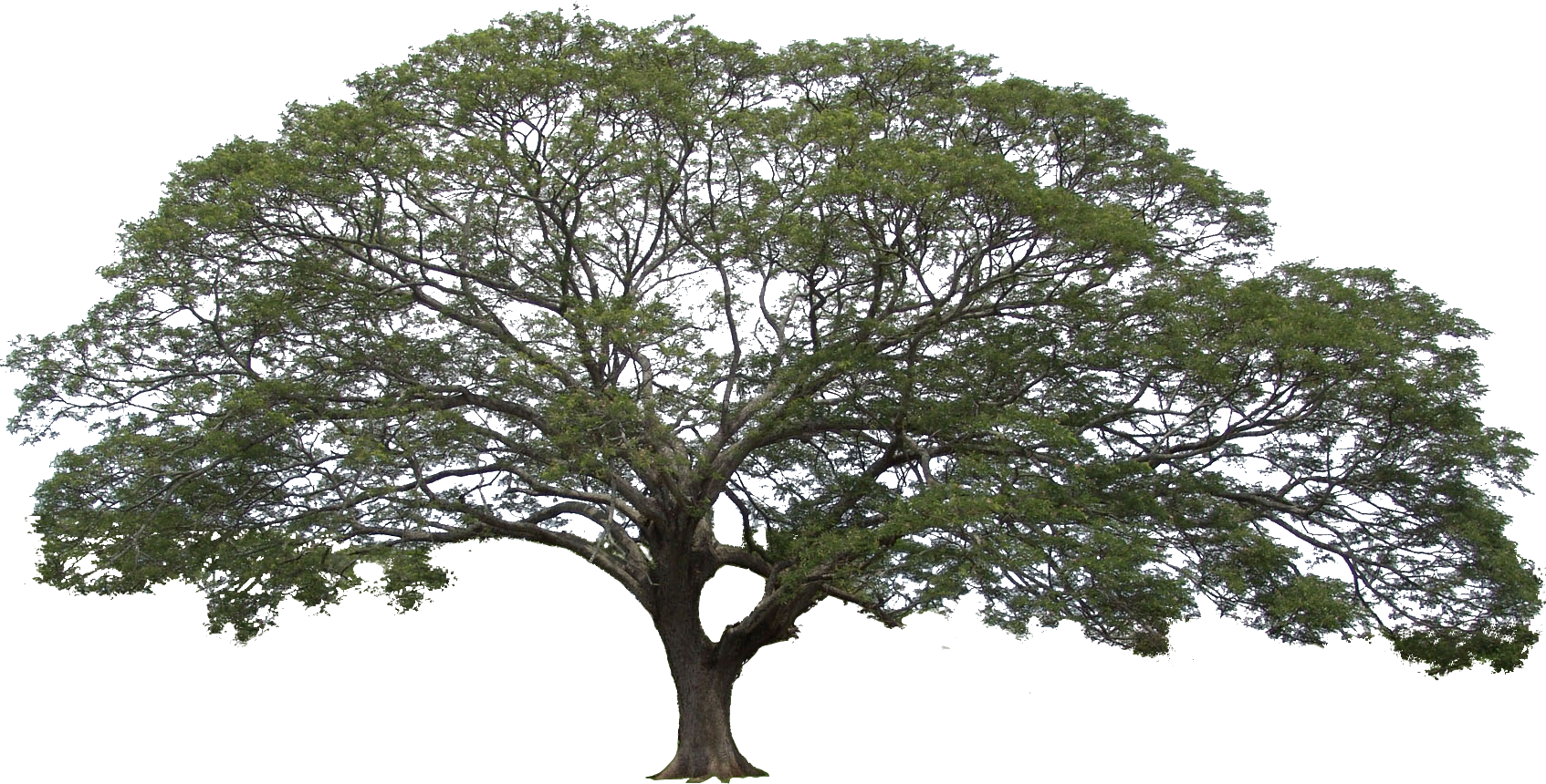 Albizia saman 11gk copy.png