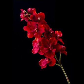 orchidace-phalaenopsis.jpg