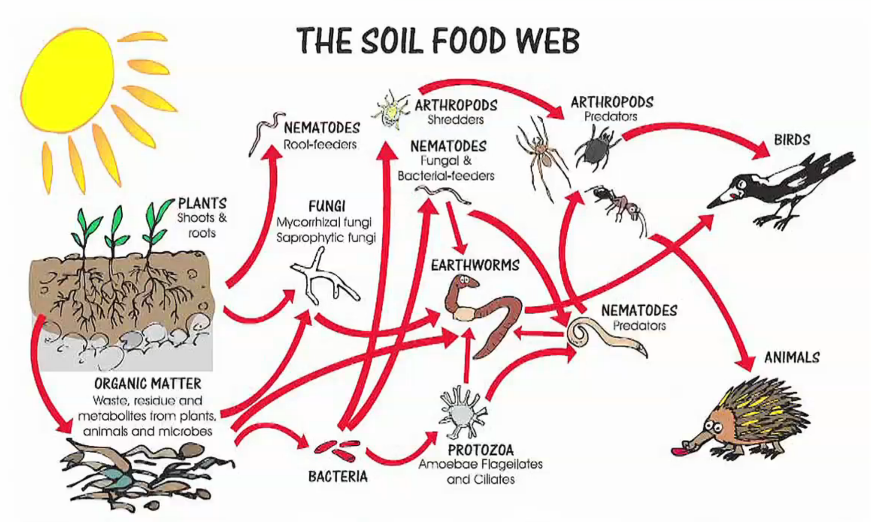 The Soil Food Web.png