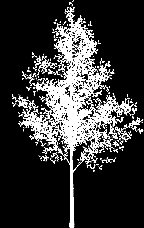 Standard Tree (15) (copy)_clipmap.png