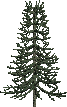 Monkey Puzzle.png