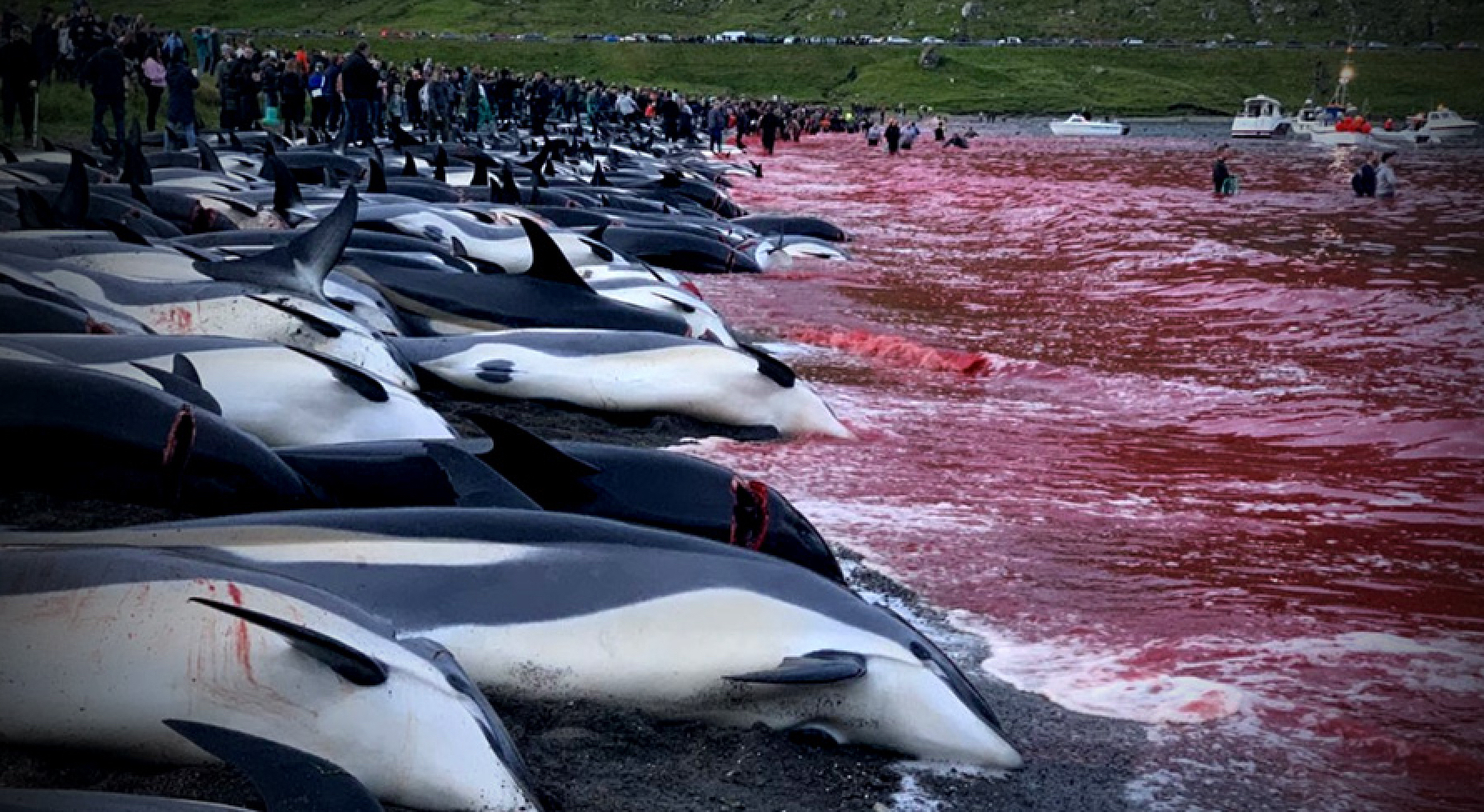 1400 Dolphins butchered!