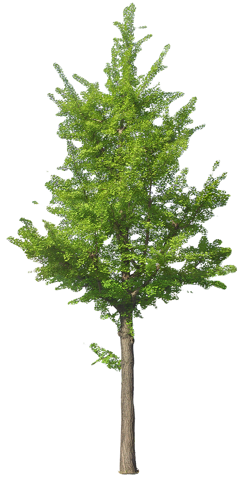 Simplified tree
