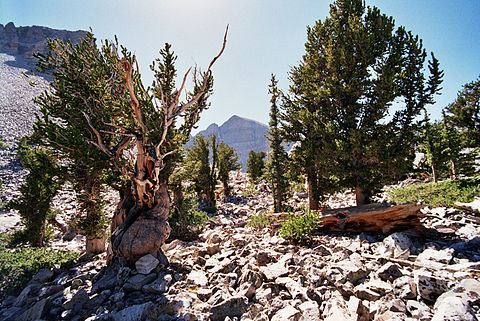 Bristlecone Pine.jpg