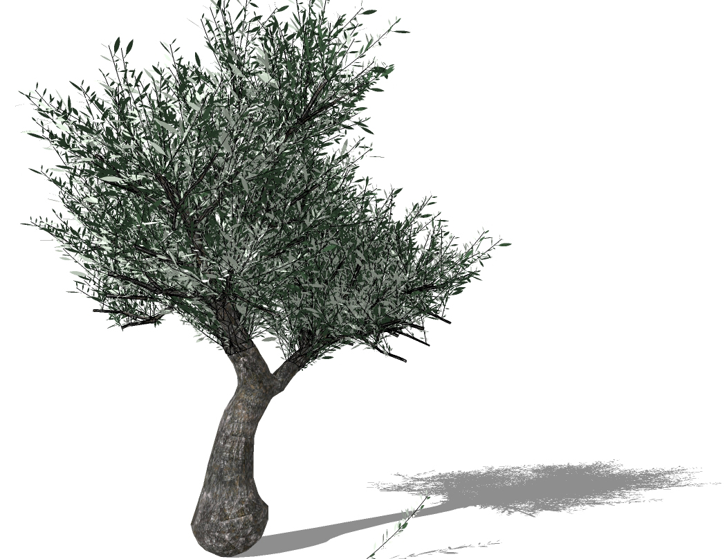 OLIVE TREE#1.jpg