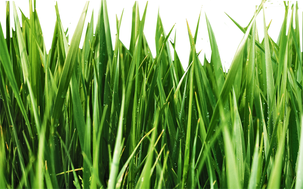 Grass Blades_lowres.png