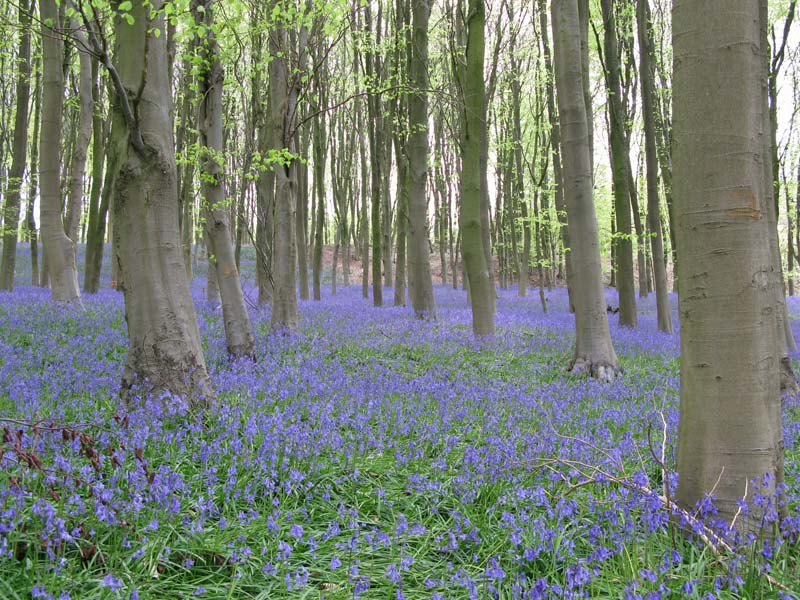 Bluebells.jpg