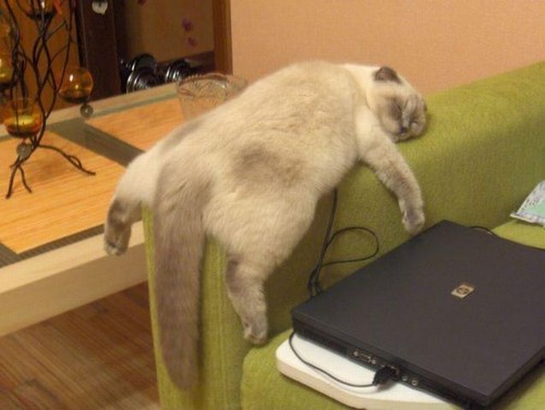 boring-internet-cat-sleeping.jpg