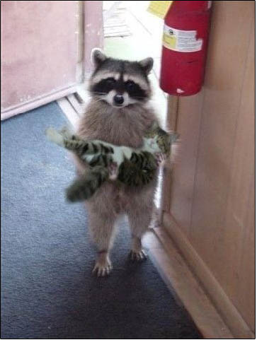 raccoon-with-kitten.jpg