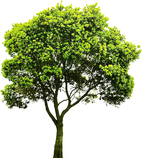 tree_final.png