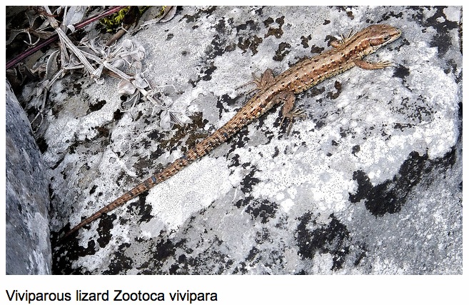 Viviparous Lizard.jpg