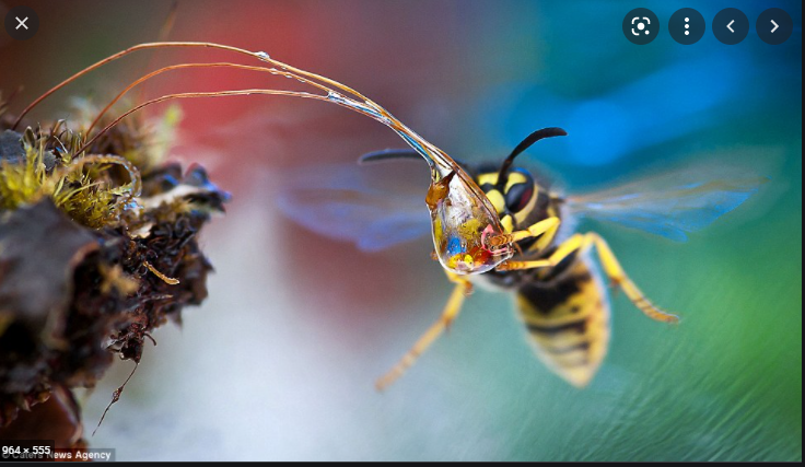 Wasp macro.png