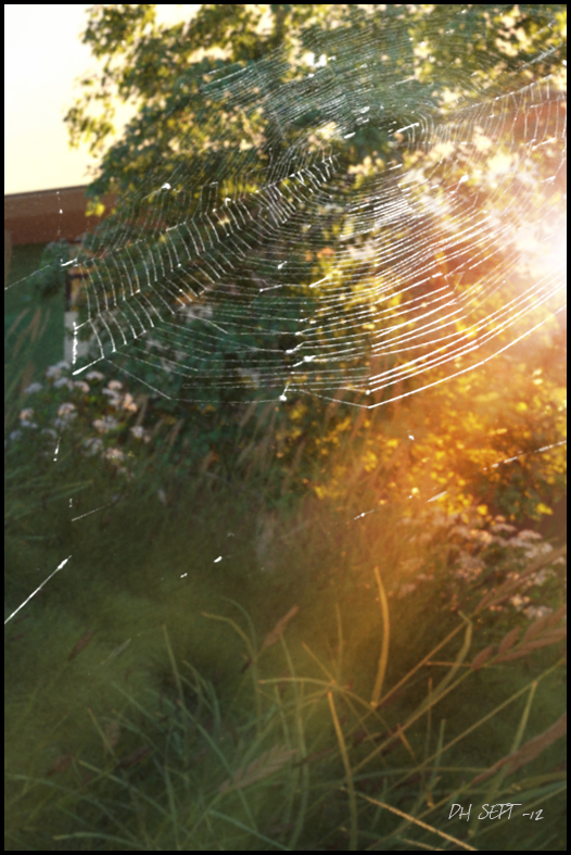 Web at evening sun.jpg