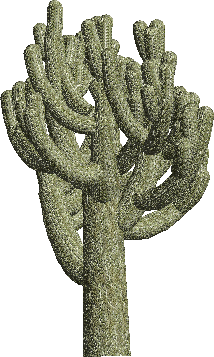 Cholla Cactus