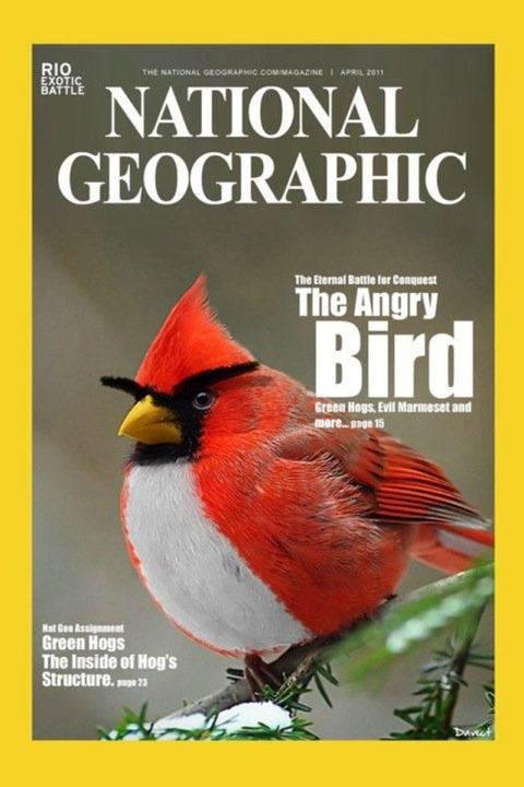 ng_angry_bird.jpg