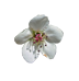 Pear Blossom copy.png