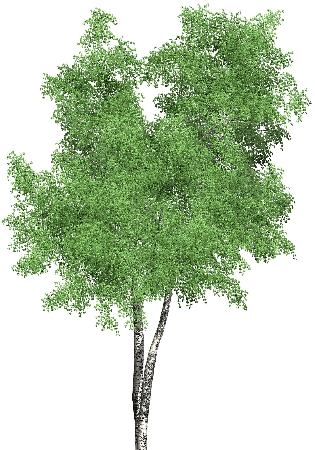 tree01_d.JPG