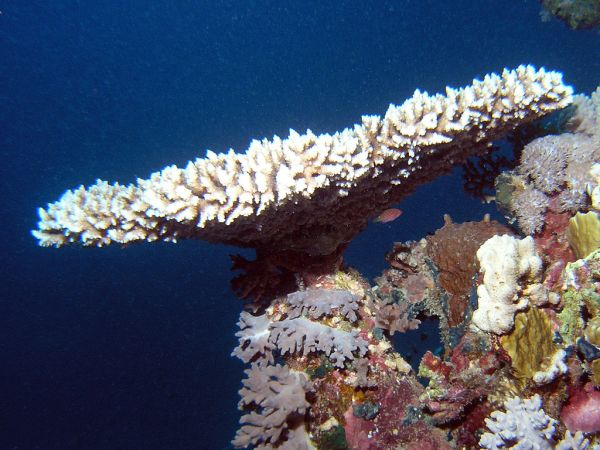 table-coral-atlantic-shelf-ocean-reef.jpg