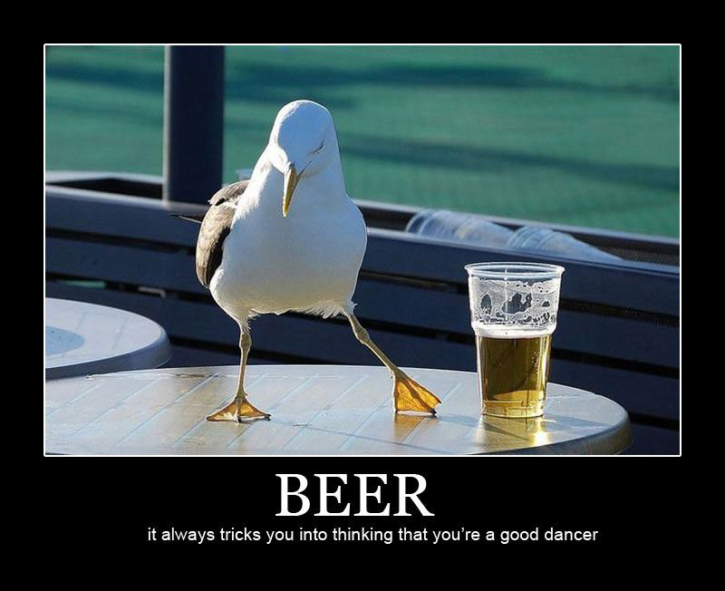 Beer-Seagull.jpg