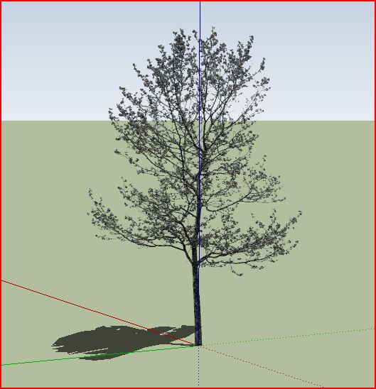 tree decid thin foliage-1.JPG
