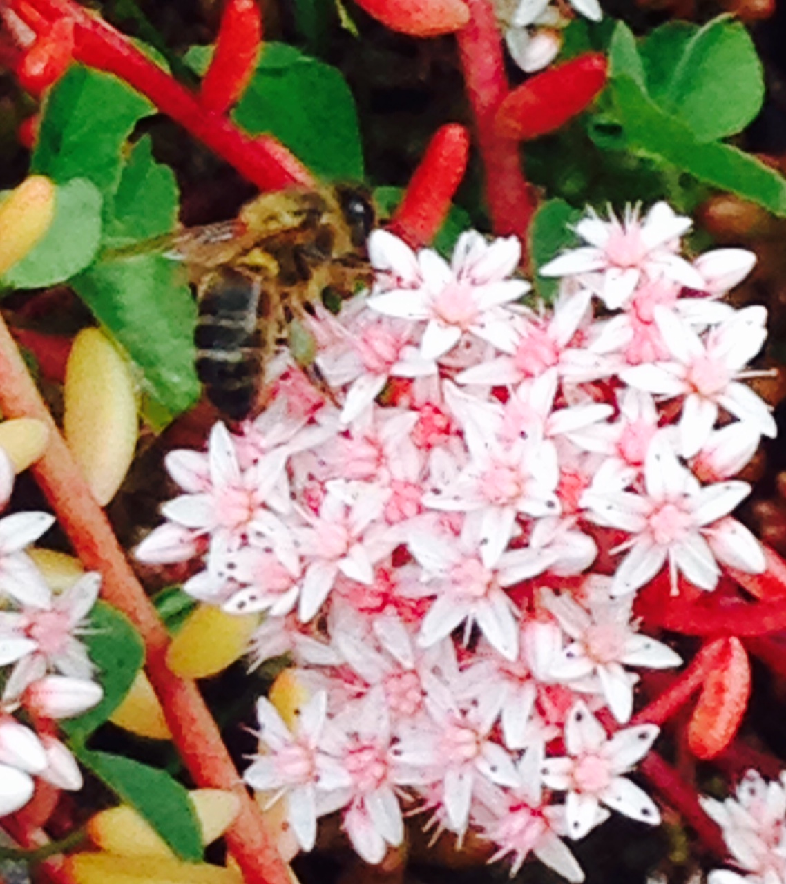 Honey Bee with half full pollen baskets
