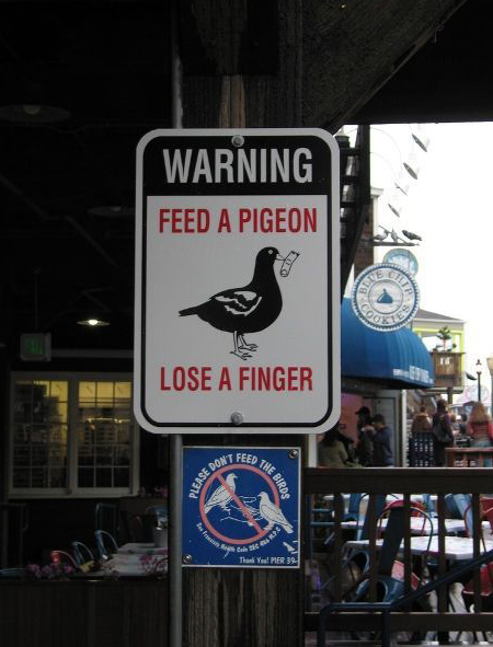Feed-pigeon.jpg