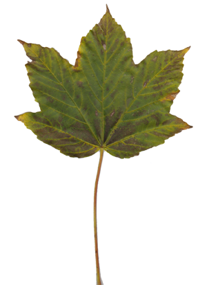 leaf 1.png