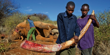 illegal-kenyan-ivory-poaching-670_1_460x230.jpg