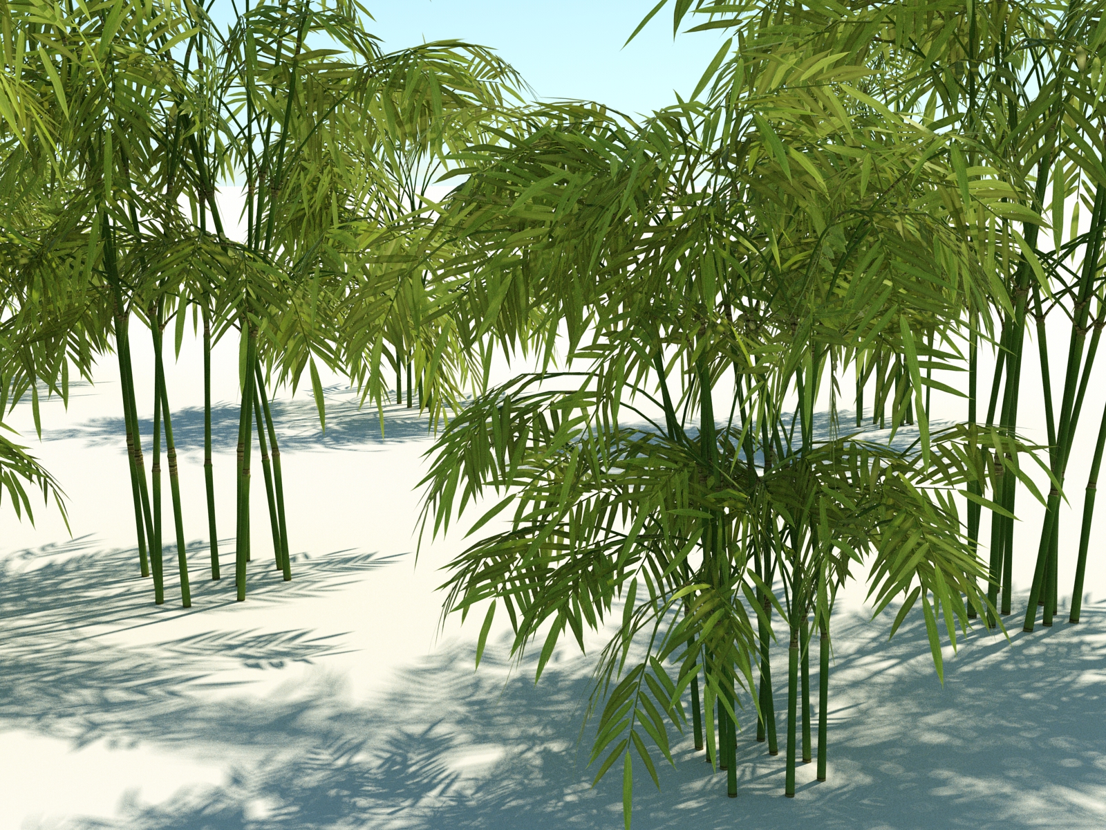 Bamboo2_1600.jpg
