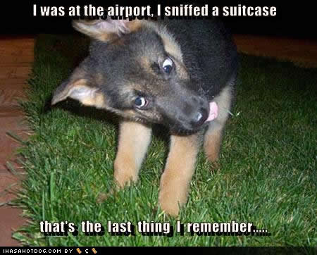 cute-puppy-pictures-sniffed-suitcase.jpg