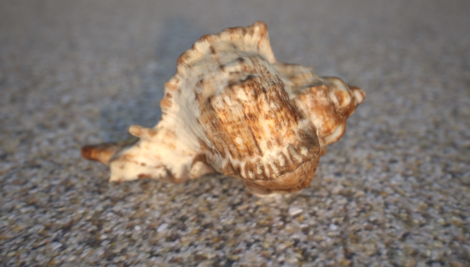 Shell Conch.jpg