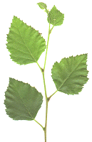 birch_leaf.png