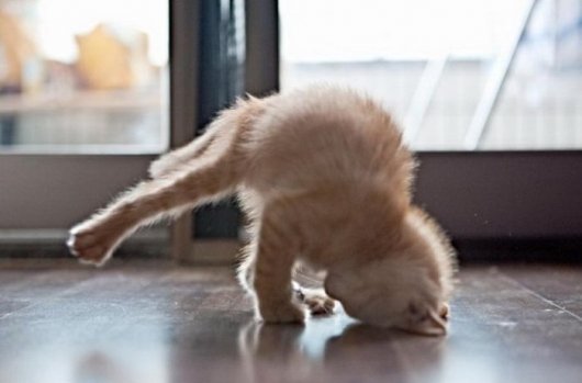 breakdancing-kitten.jpg