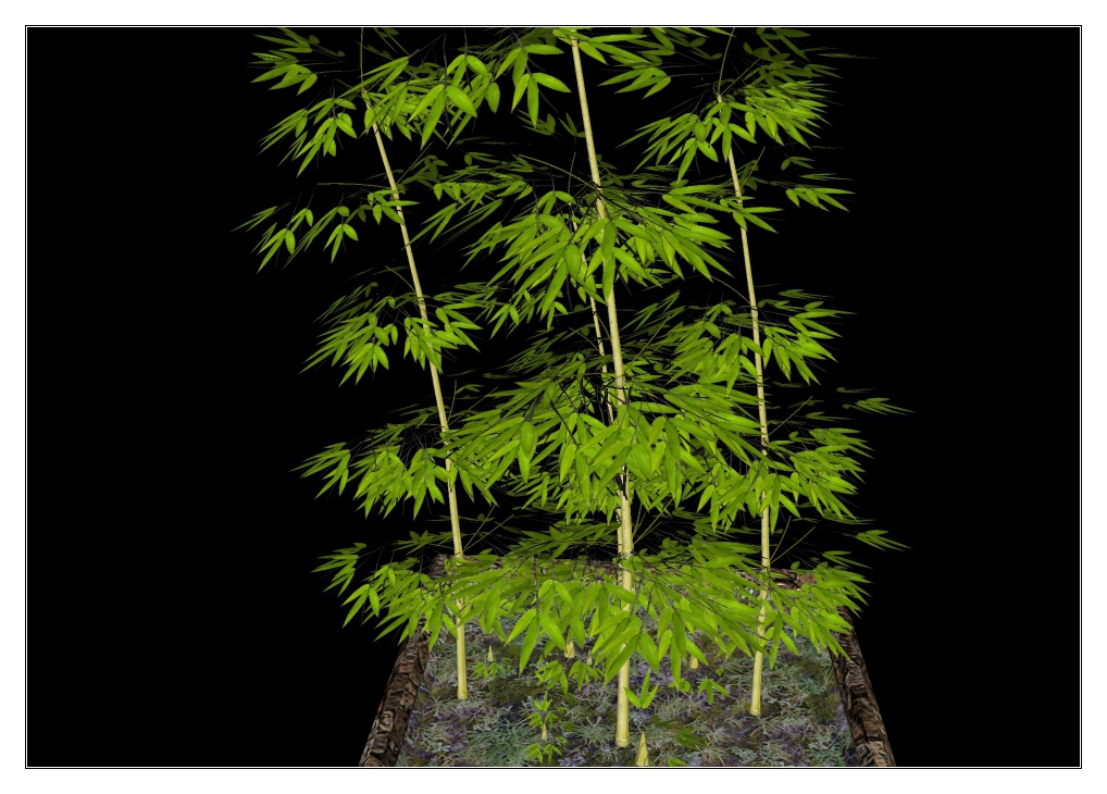 Bamboo bush 01.jpg