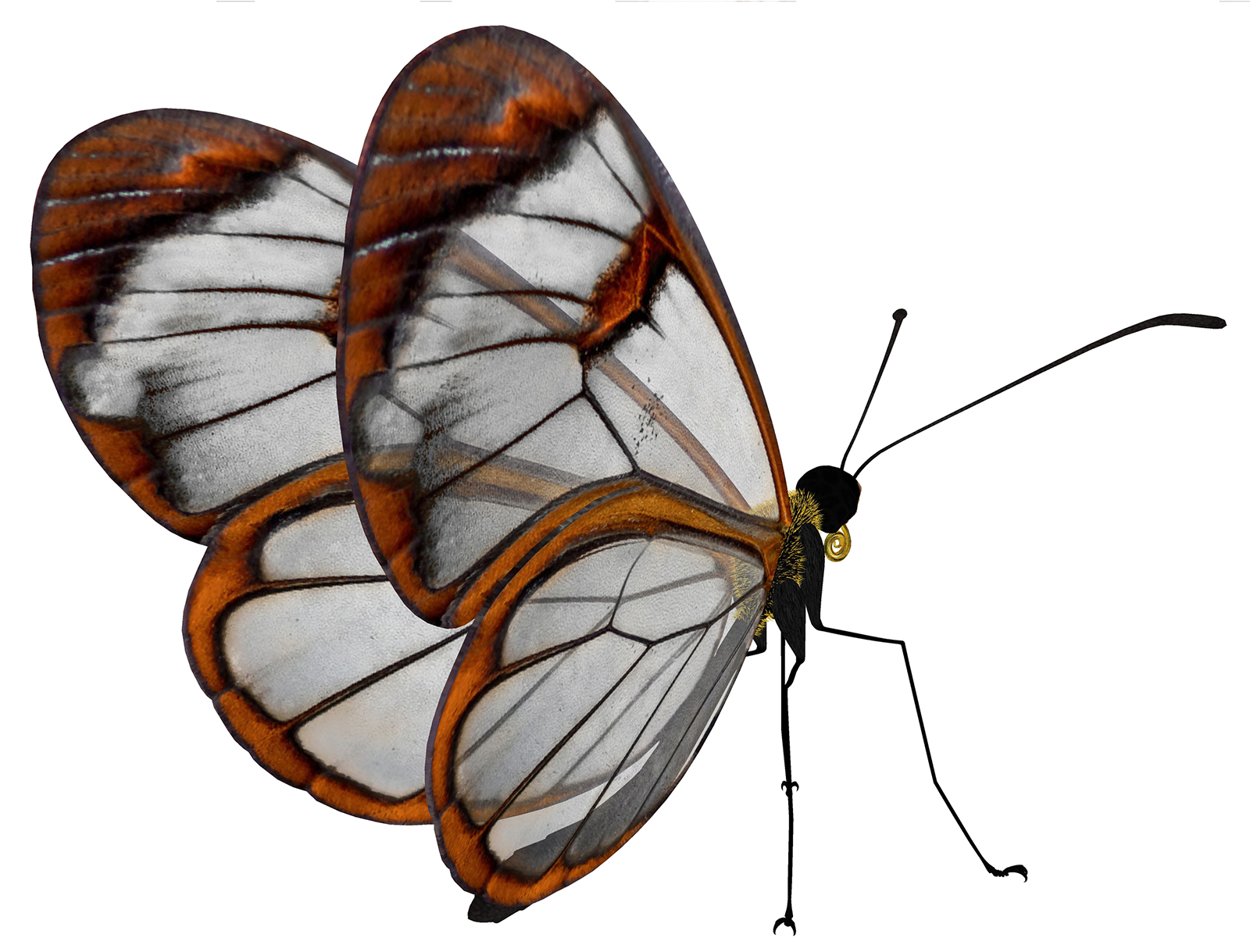 Brazilian Butterfly - danielreple 03.jpg
