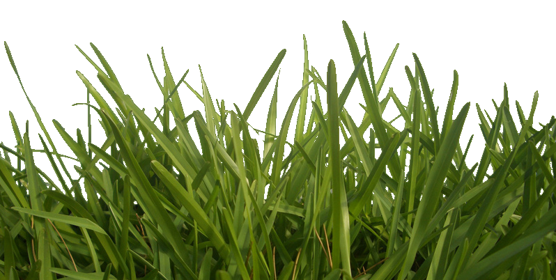 grass-Blades1.png