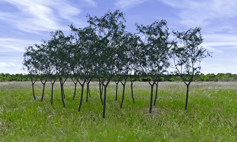 TreeTest1.png