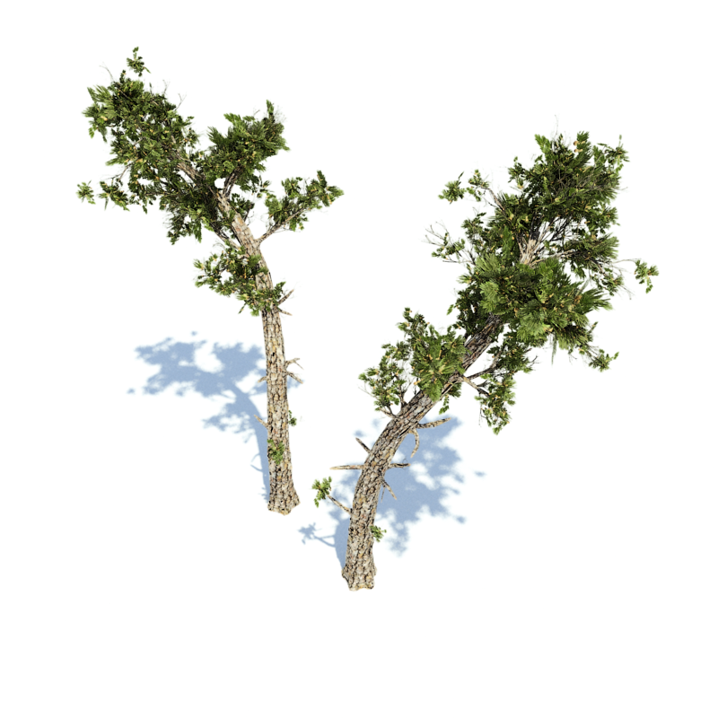 speedtree test.png