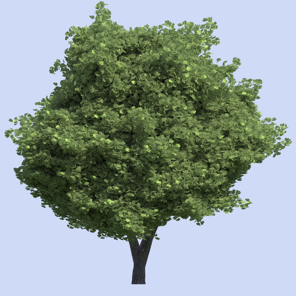 TreeA2.jpg