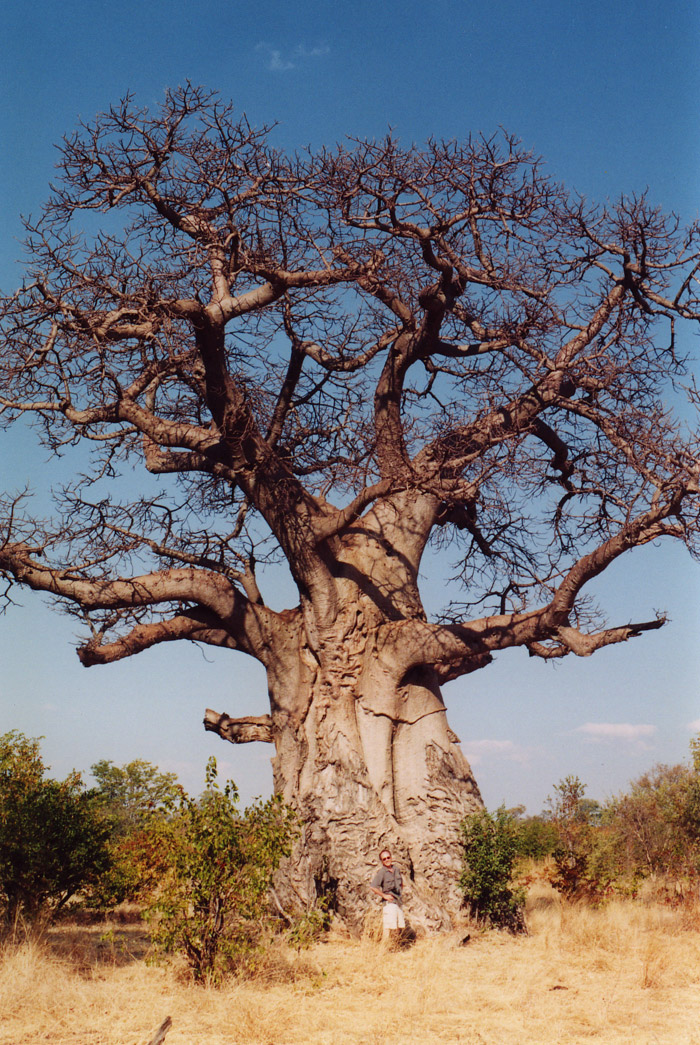 Baobob_tree.jpg
