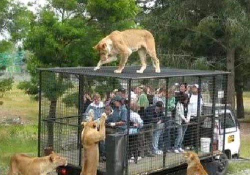 lion-cage.jpg