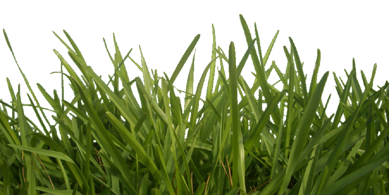 grass diffuse texture.PNG