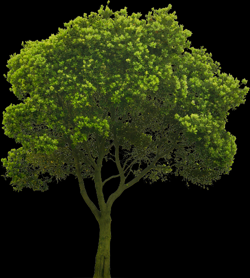 tree.png