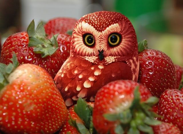Strawberry-owl.jpg