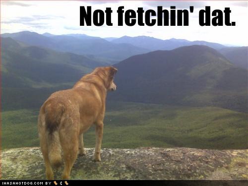 funny-dog-pictures-your-dog-will-not-fetch-this-one.jpg