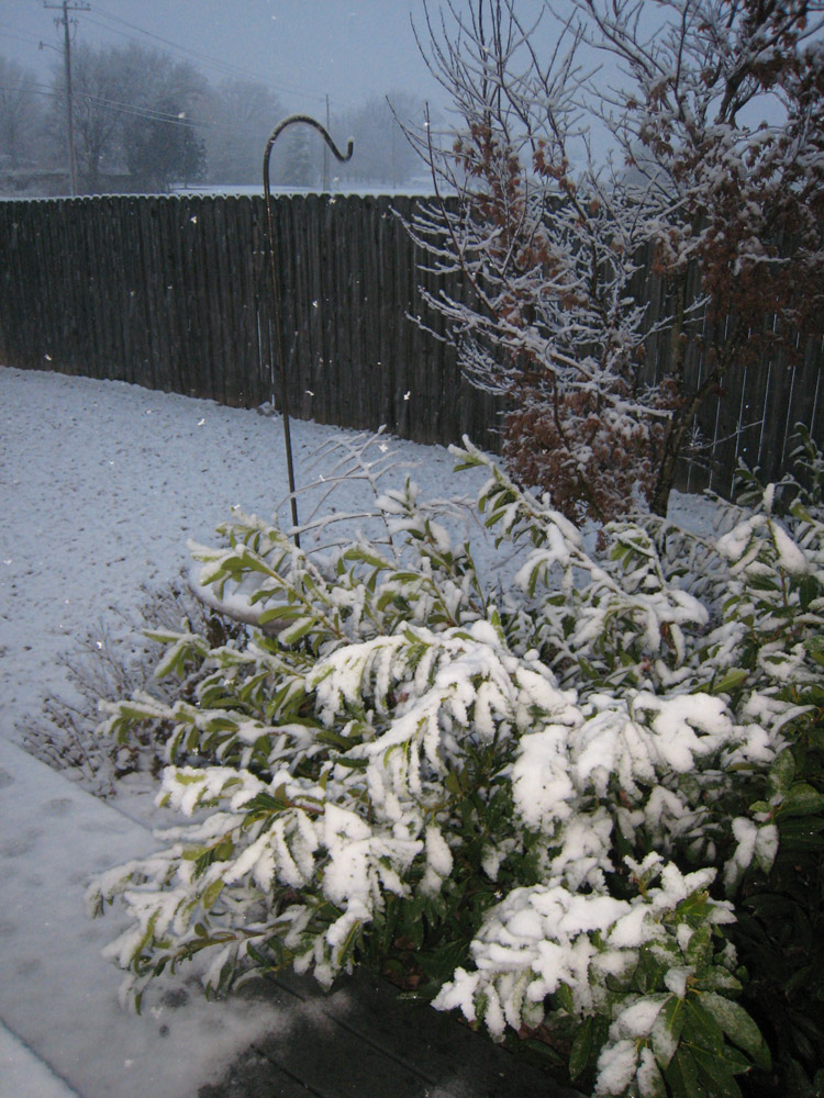 Early-Morning-Snow-2.jpg