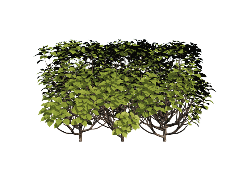 hedge.png