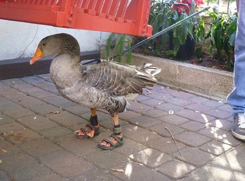 goose-sandals-01.jpg